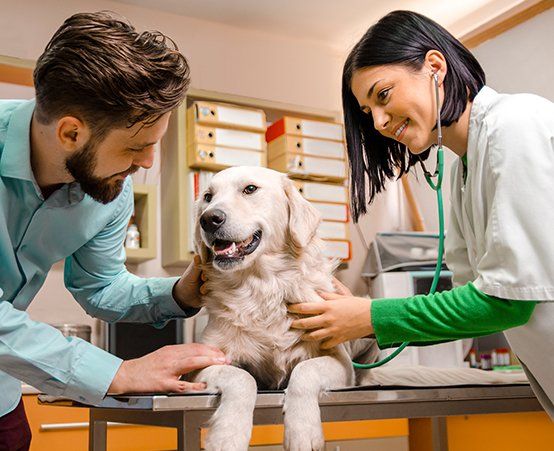 Surgical Services | Columbus, OH | Great Southern Animal Hospital