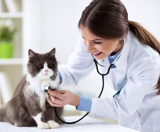 Surgical Care — Persian Cat with Veterinarian Doctor in Columbus, OH