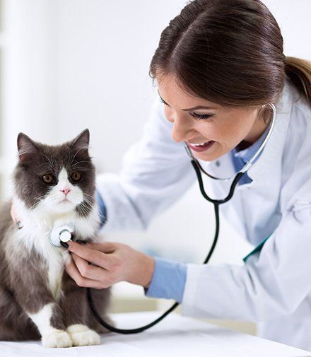 Surgical Care — Persian Cat with Veterinarian Doctor in Columbus, OH