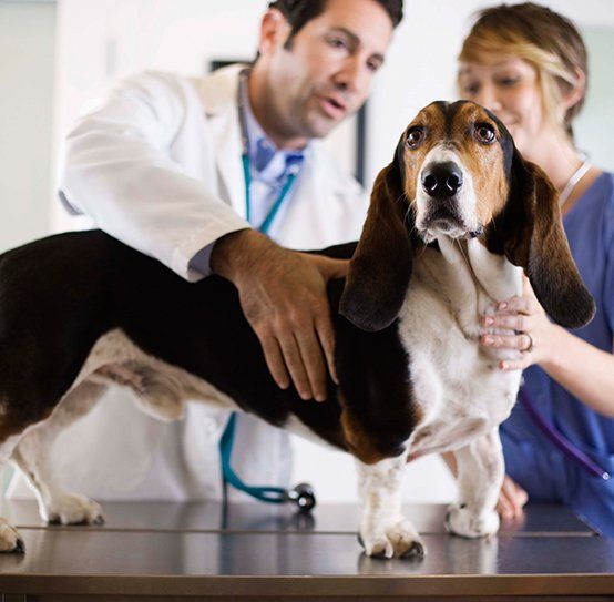 Examinations — Veterinarians with A Dog in Columbus, OH