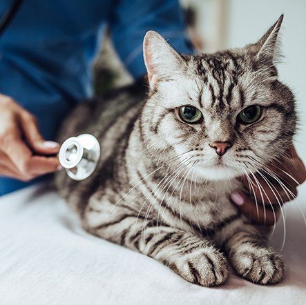 Cat Care — Veterinarian Examining Cute Grey Cat in Columbus, OH