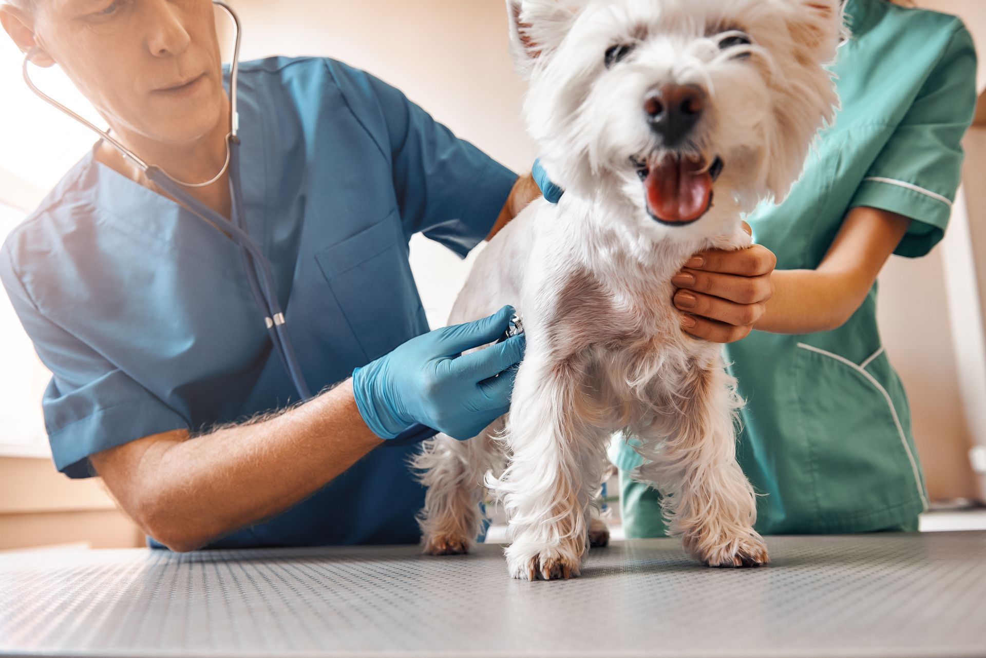 The veterinarian listens to the small white terrier’s chest during a routine exam.