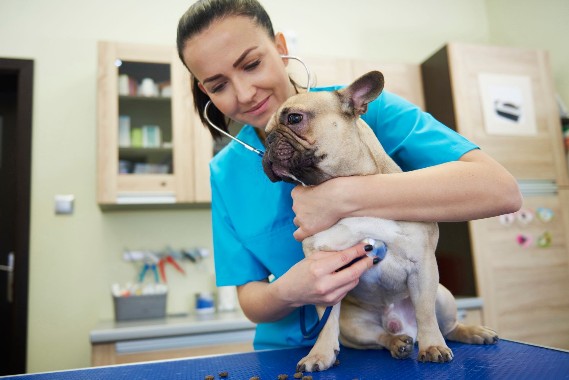 A veterinarian is examining a dog with a stethoscope. A veterinarian is examining a dog with a stethoscope.