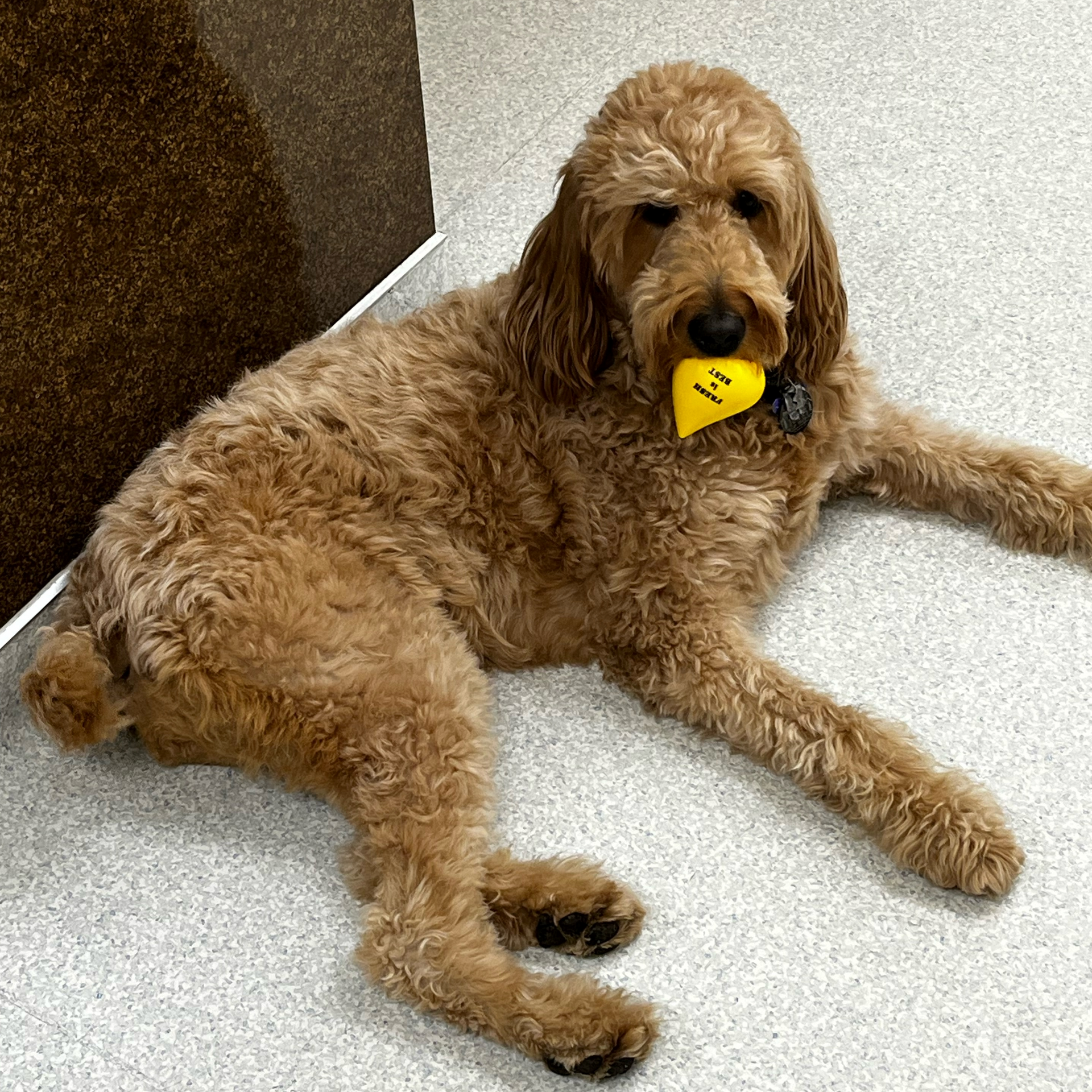 Veterinary Care — Red Cat Rubs Head Against Dog in The Yard in Columbus, OH