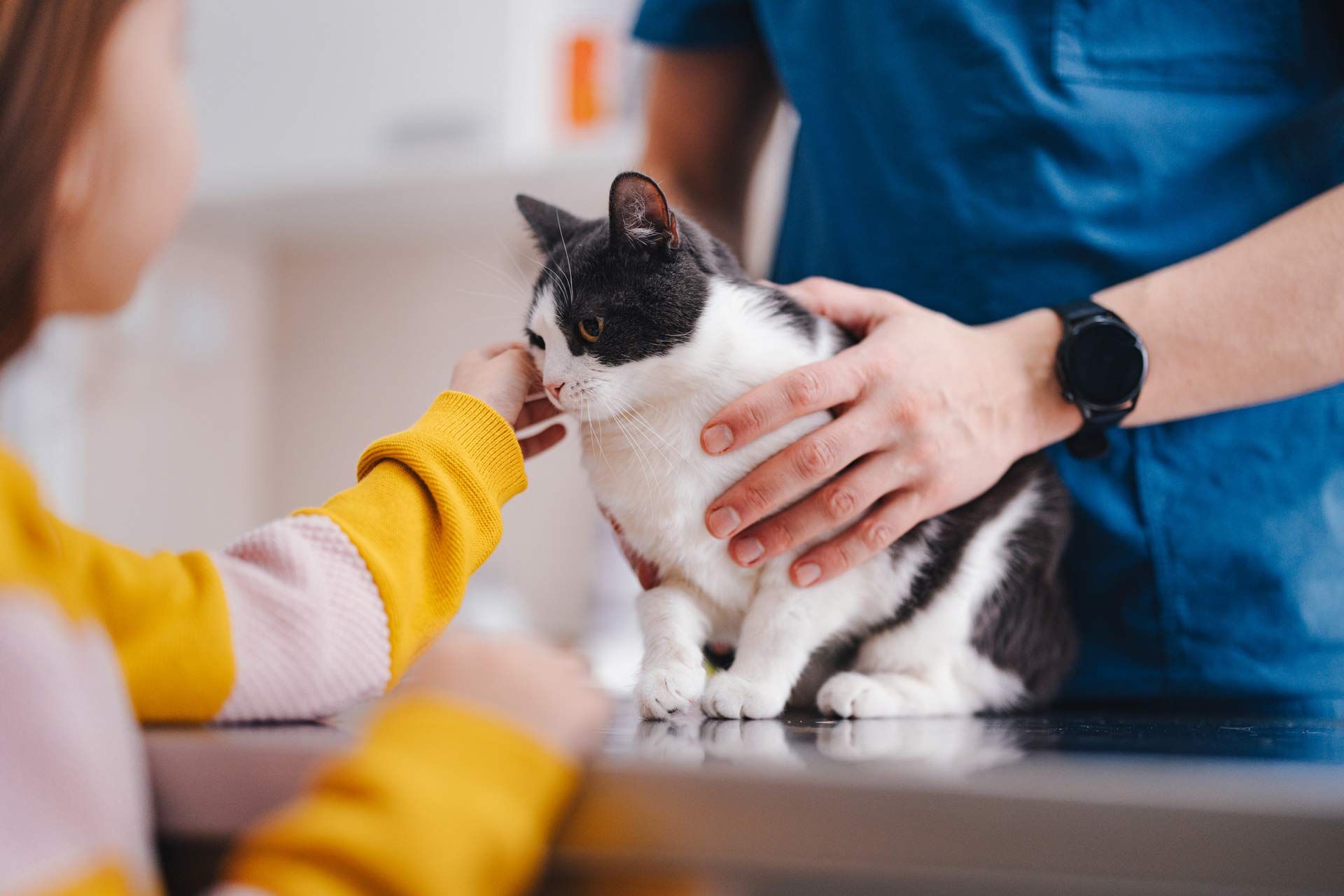 An experienced veterinarian examines a cat while the owner pets her.