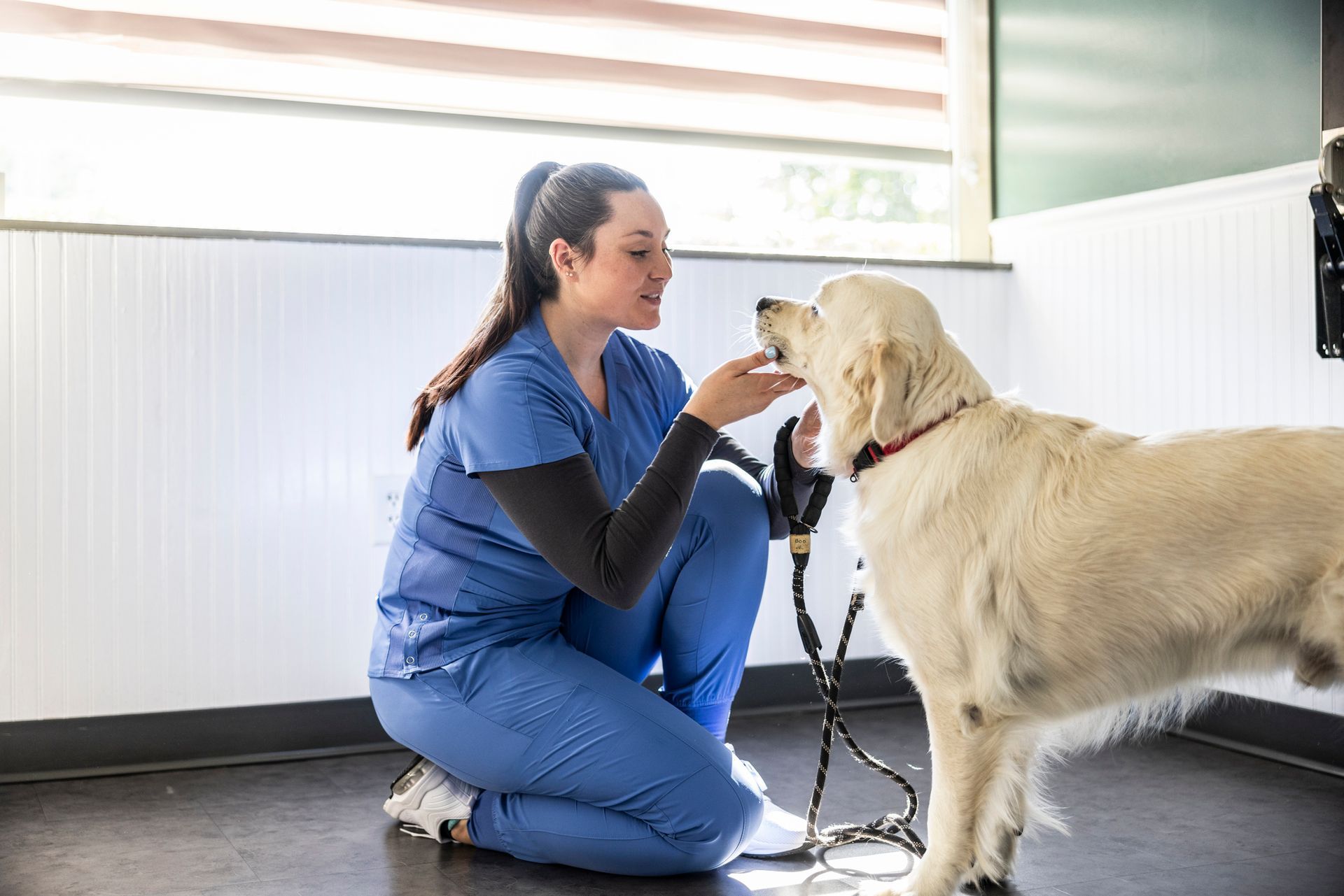Veterinarian in scrubs petting dog in exam room - Veterinarian Services In Columbus, OH