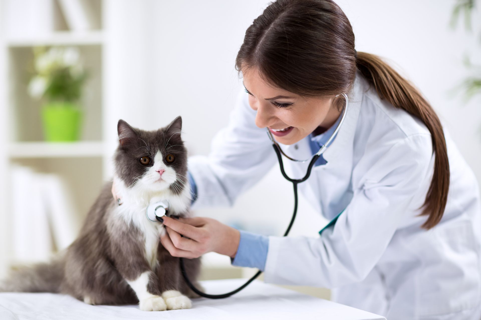 A Persian cat being examined by a veterinarian in a white robe, at a veterinarian hospital.