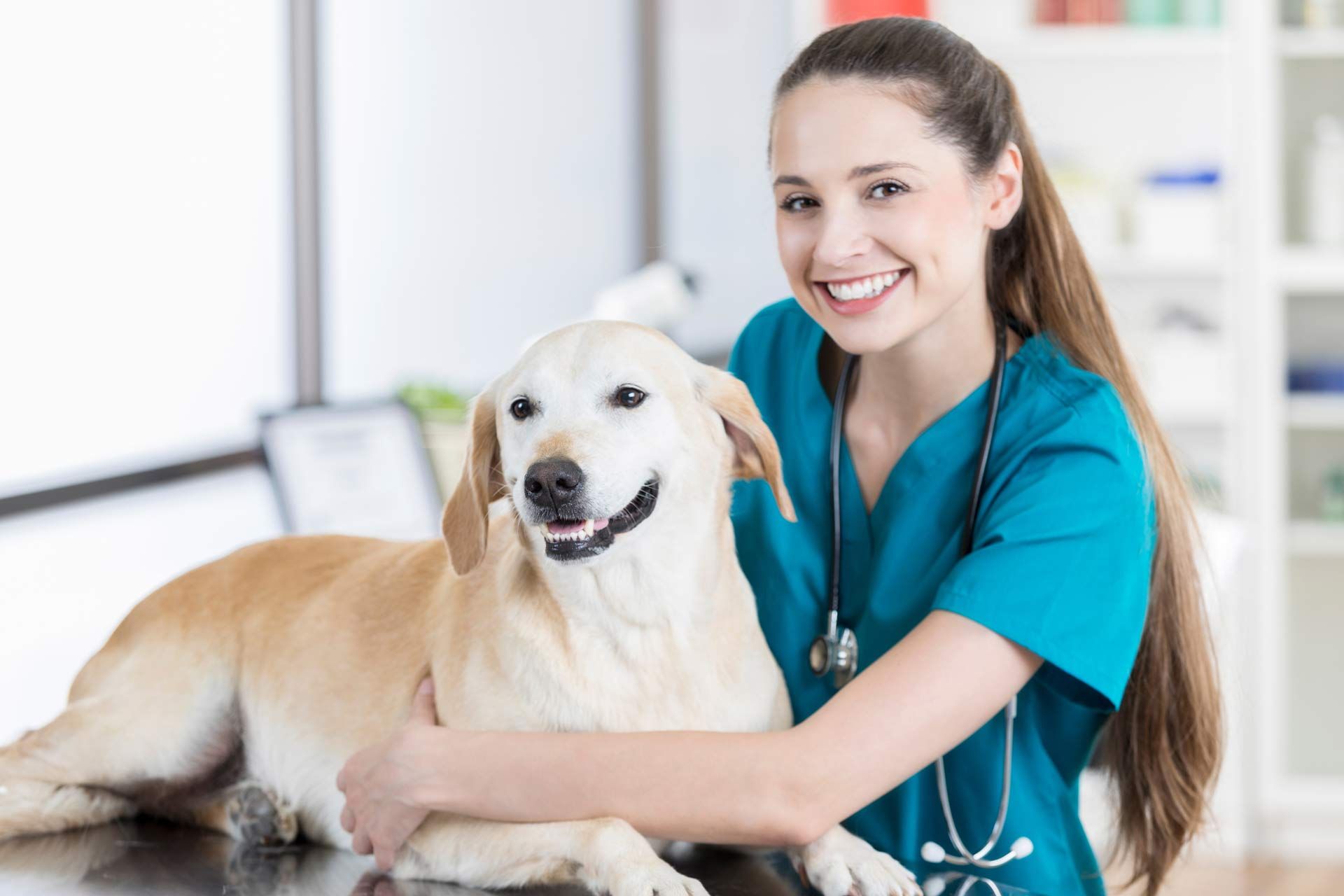 A smiling woman vet gives quality veterinarian pet care to a golden dog at the animal hospital.