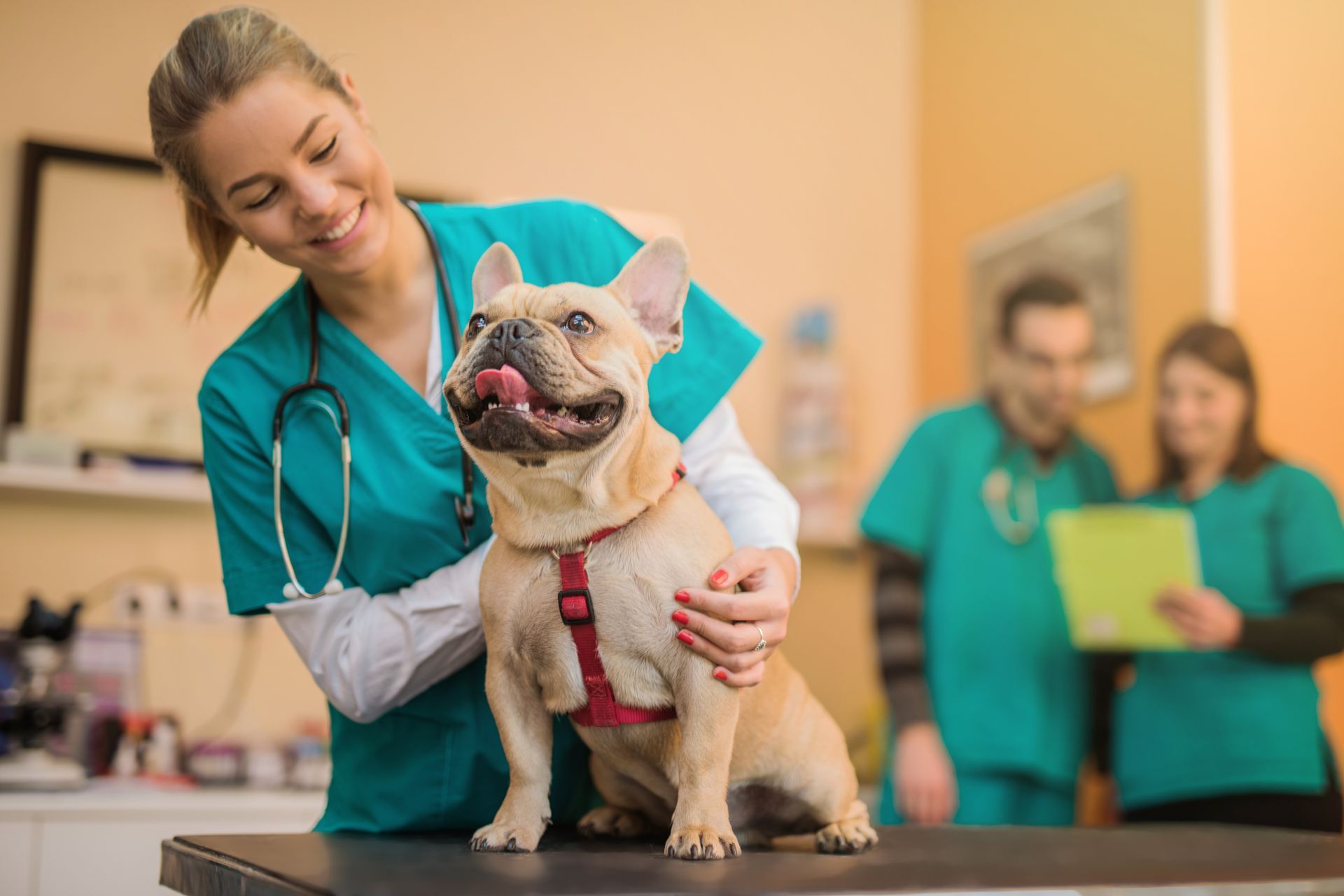 Smiling veterinarian in a green uniform, holding a French Bulldog at a veterinarian hospital.