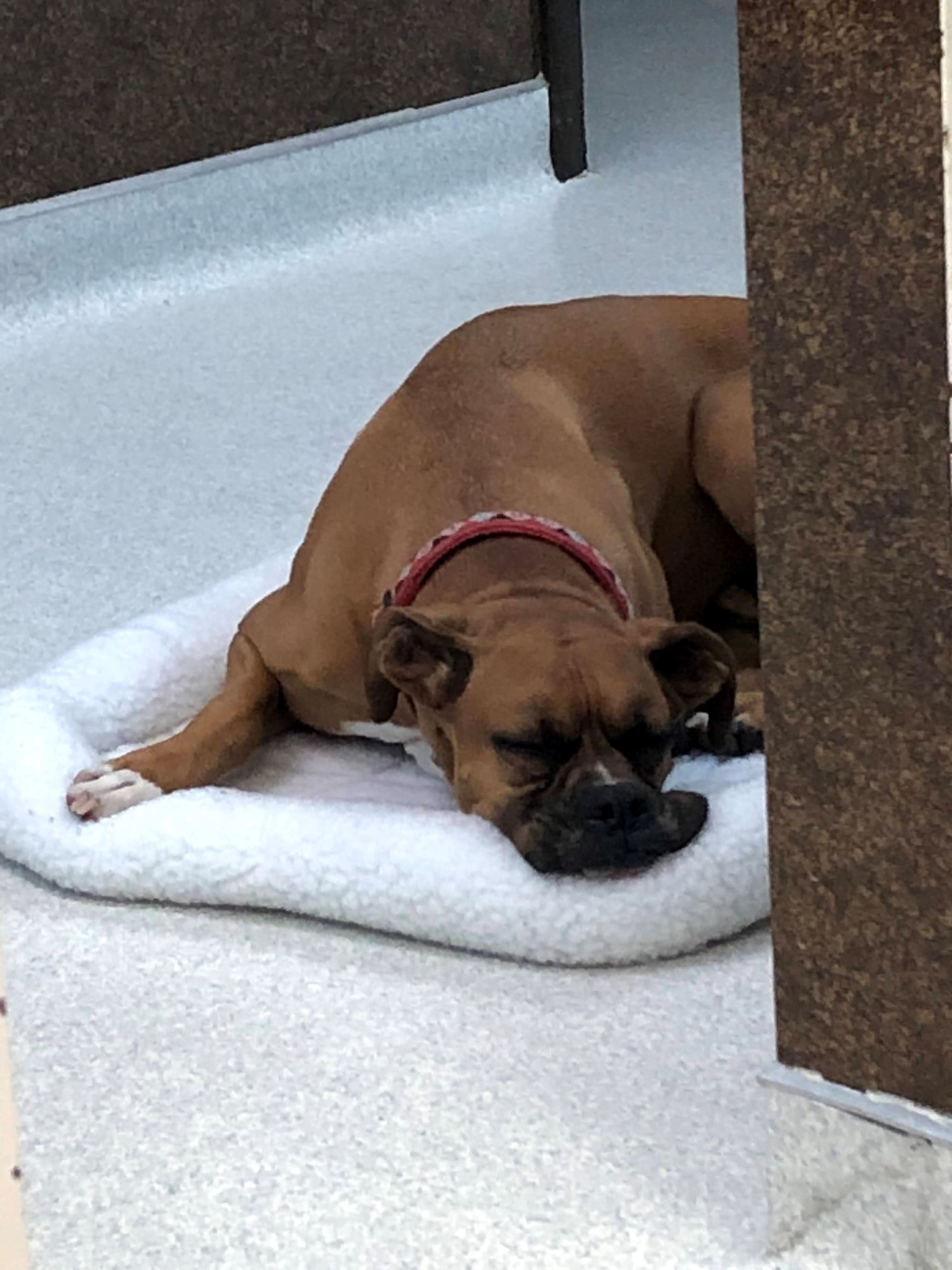 Dog Care — Dog Cats Are Eating in Columbus, OH