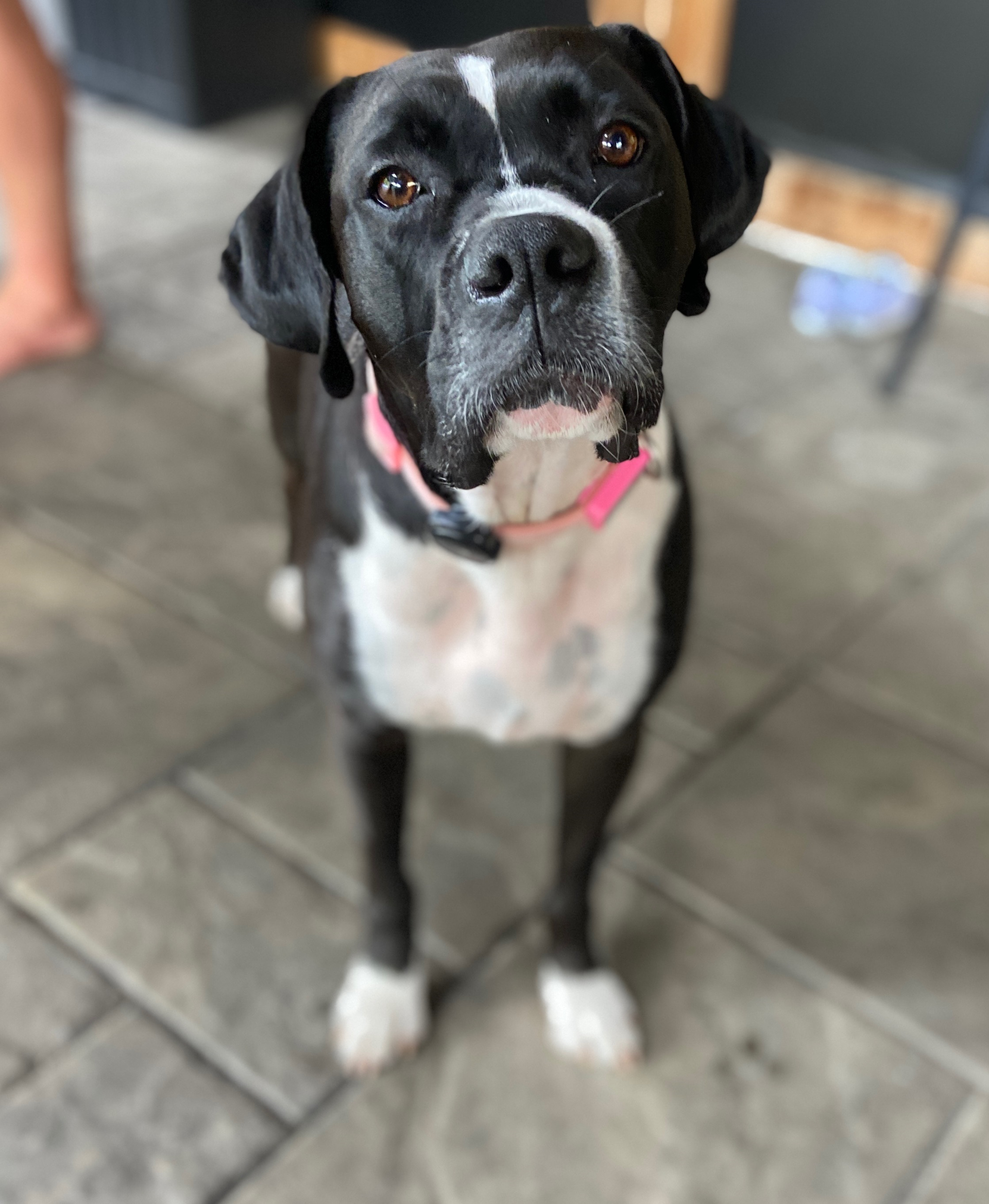 Pet Medicine — Corgi Dog Smile and Happy in Columbus, OH