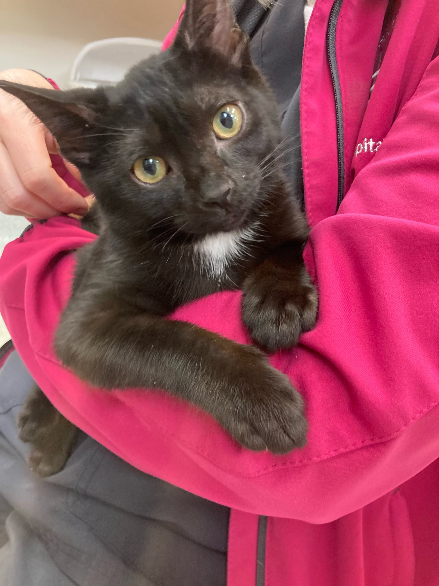 Pet Care — Welsh Corgi Dogs and British Longhair Cat in Columbus, OH