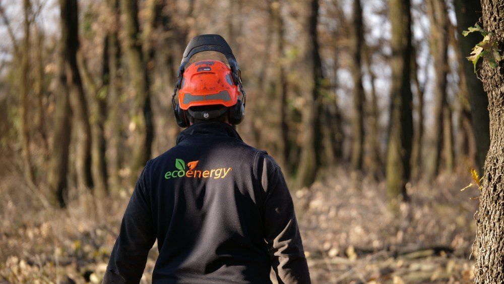 operazioni di taglio legna