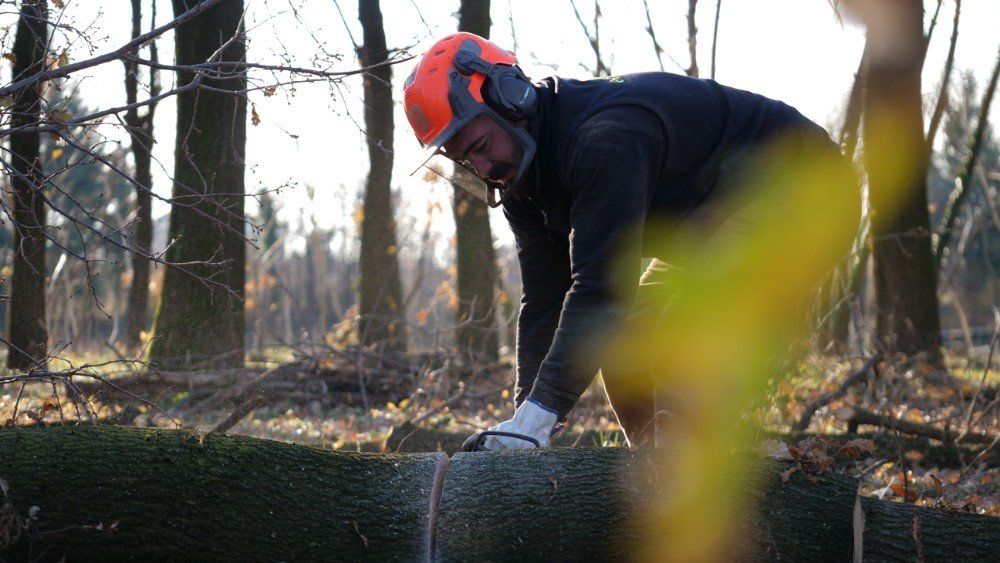 operazione di taglio legna
