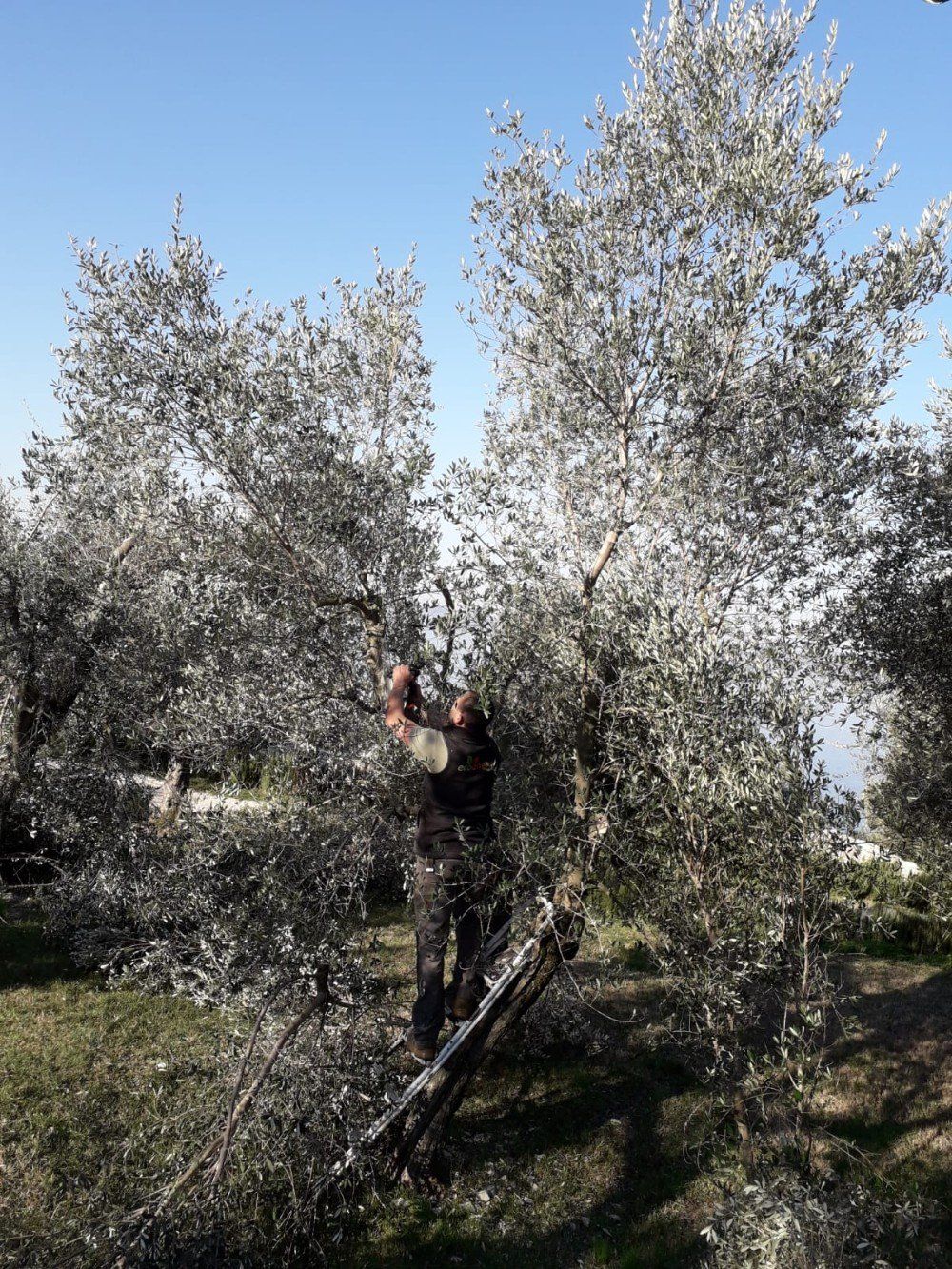 potatura di ulivi
