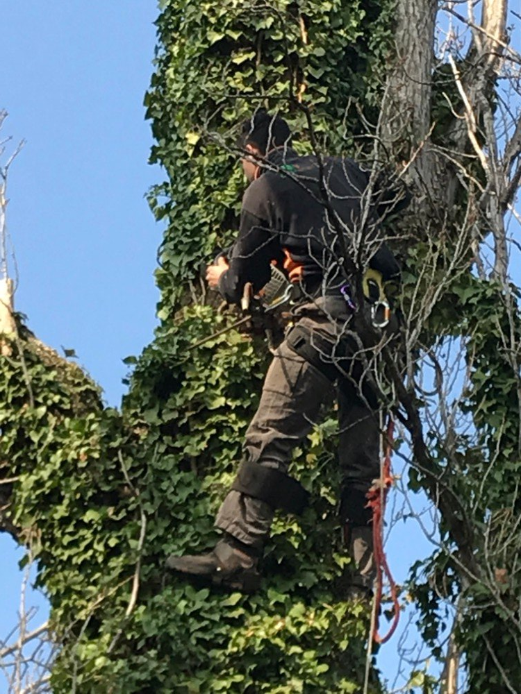 taglio di alberi ad alta quota