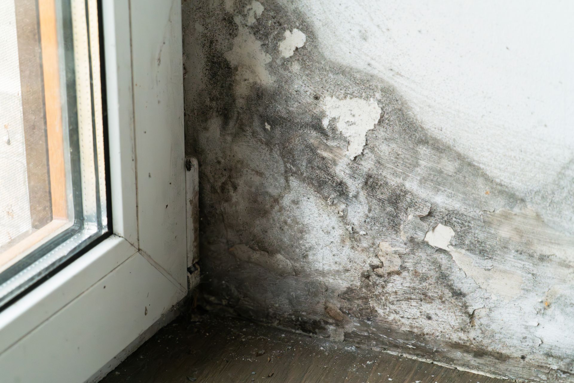 Mold growth on interior wall corner next to a window; gray and black discoloration.