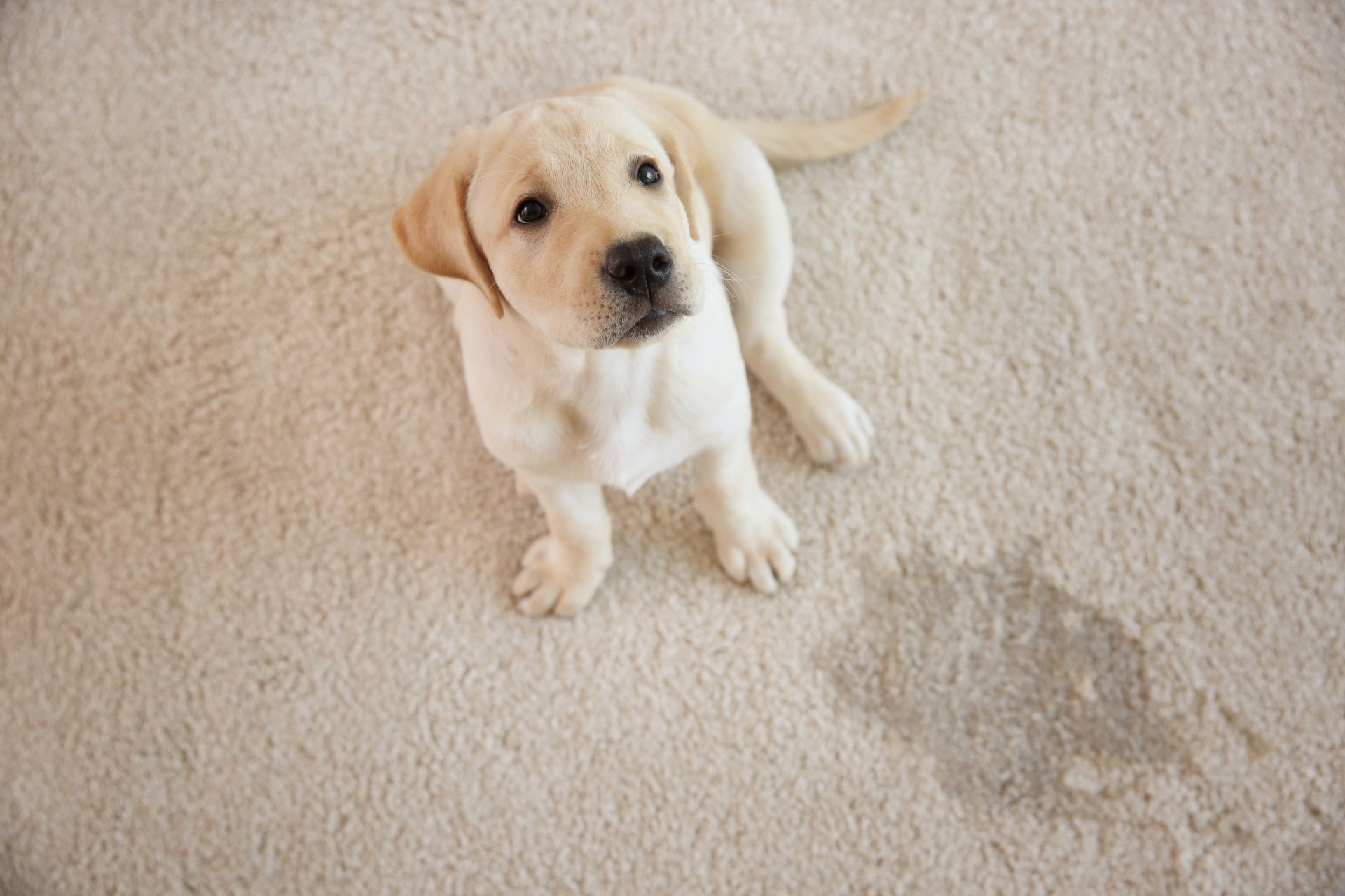 Yellow Labrador puppy sitting on a beige carpet with a urine stain, looking up.