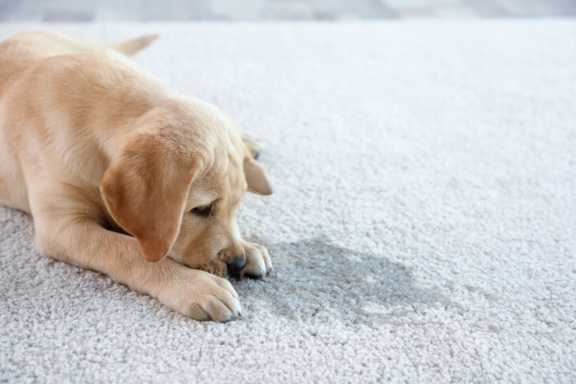 Yellow Labrador puppy lying on a light-colored carpet, looking down at a shadow.