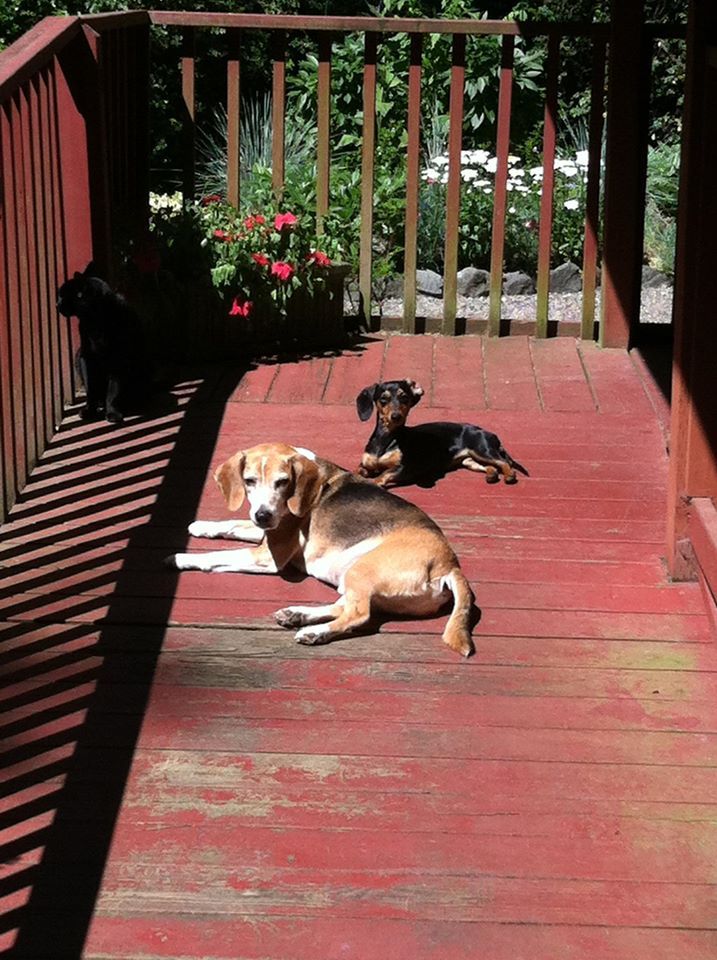 Dogs on the patio