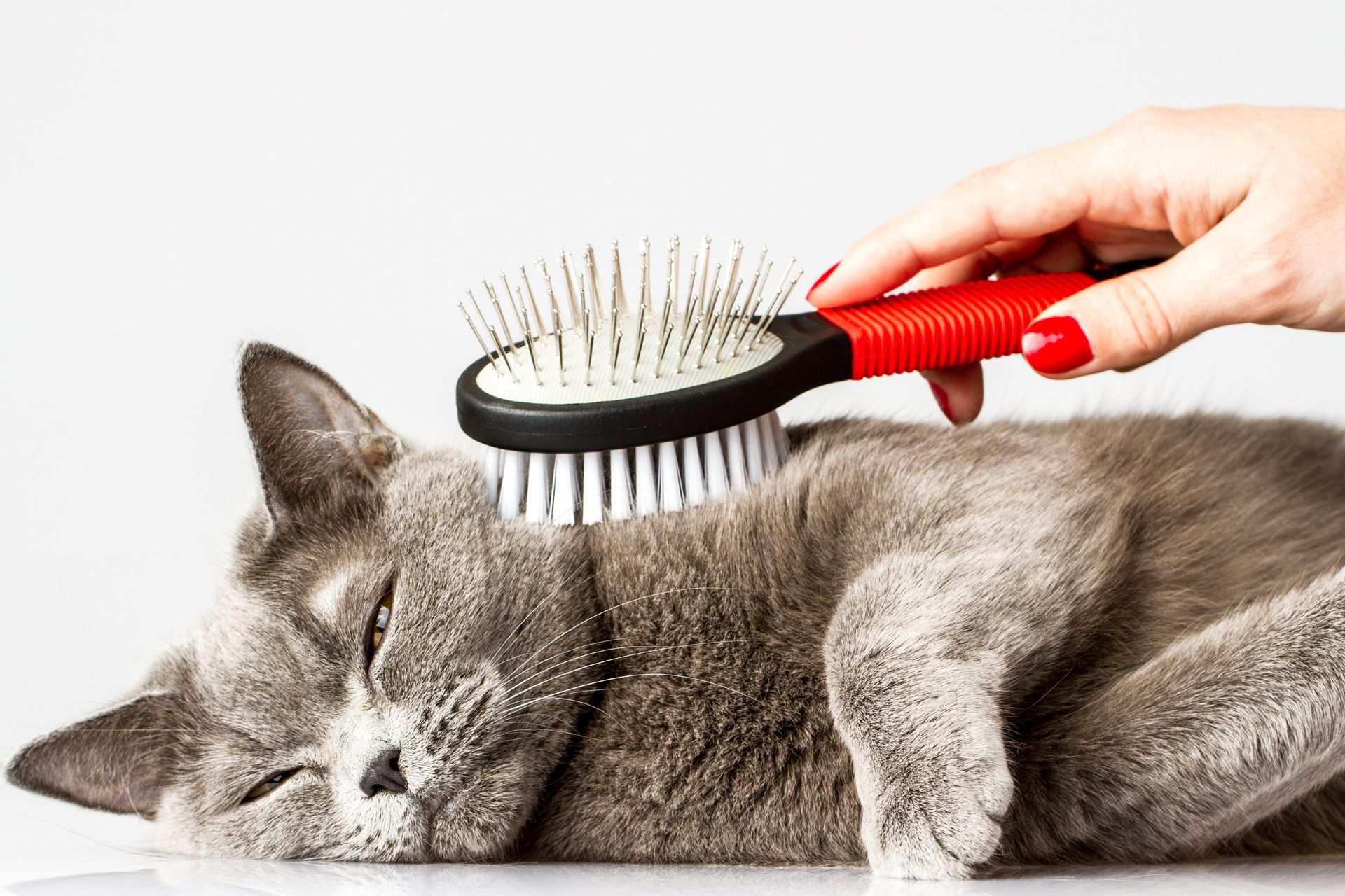 Cat being groomed