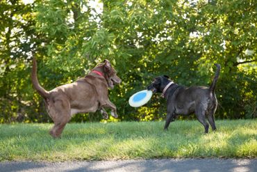 Dogs playing frisbee