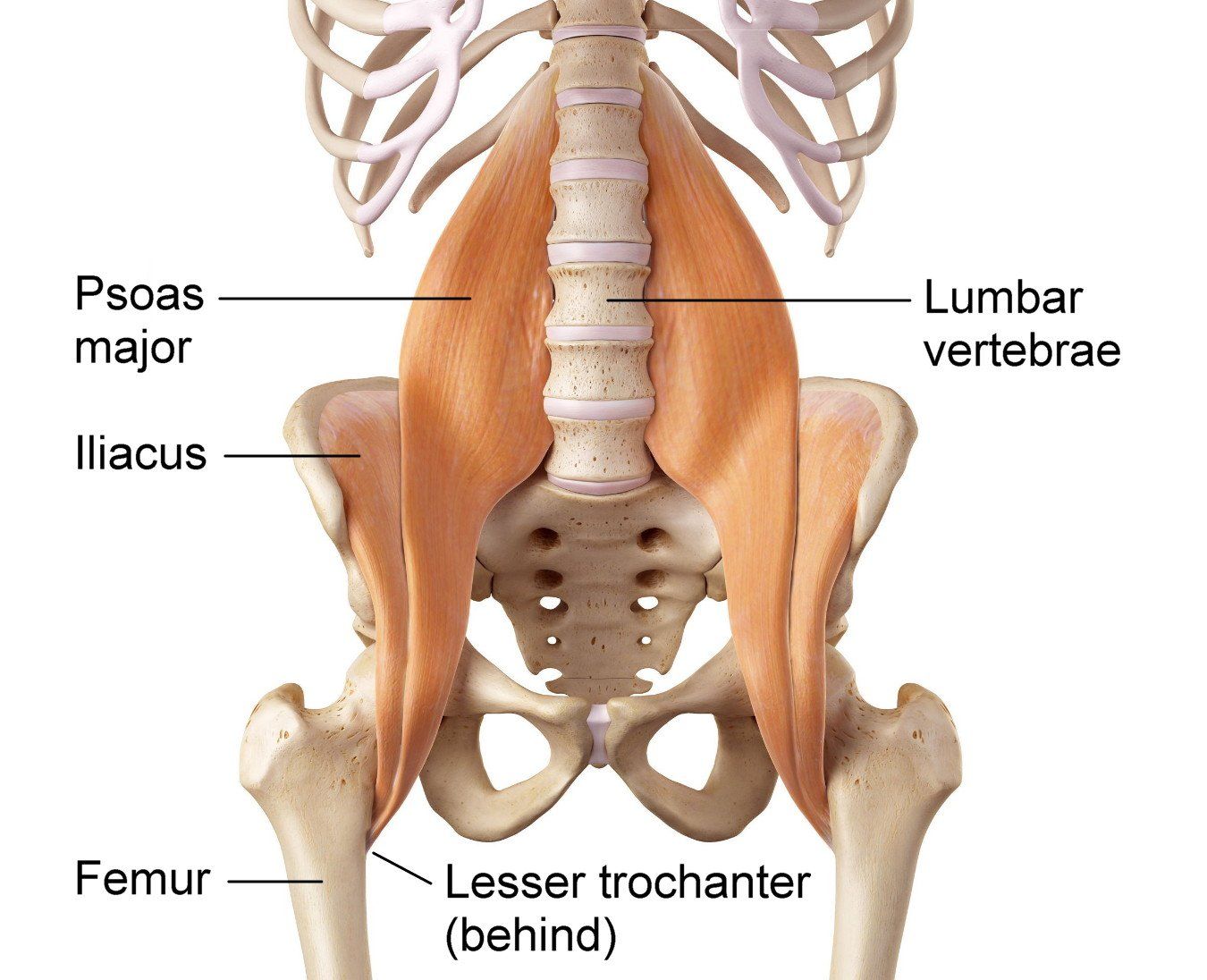 Why you can’t release your tight psoas muscle with stretching