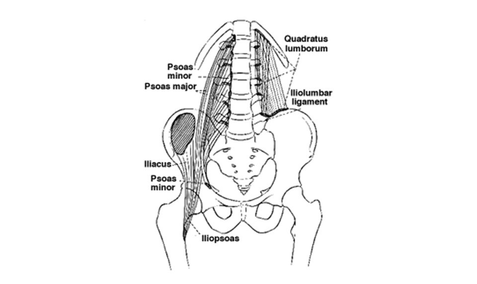 Psoas Major and Rectus Abdominis