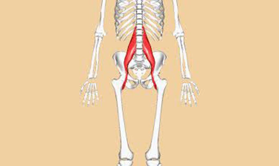 Understanding The PSOAS: Muscle of the Soul