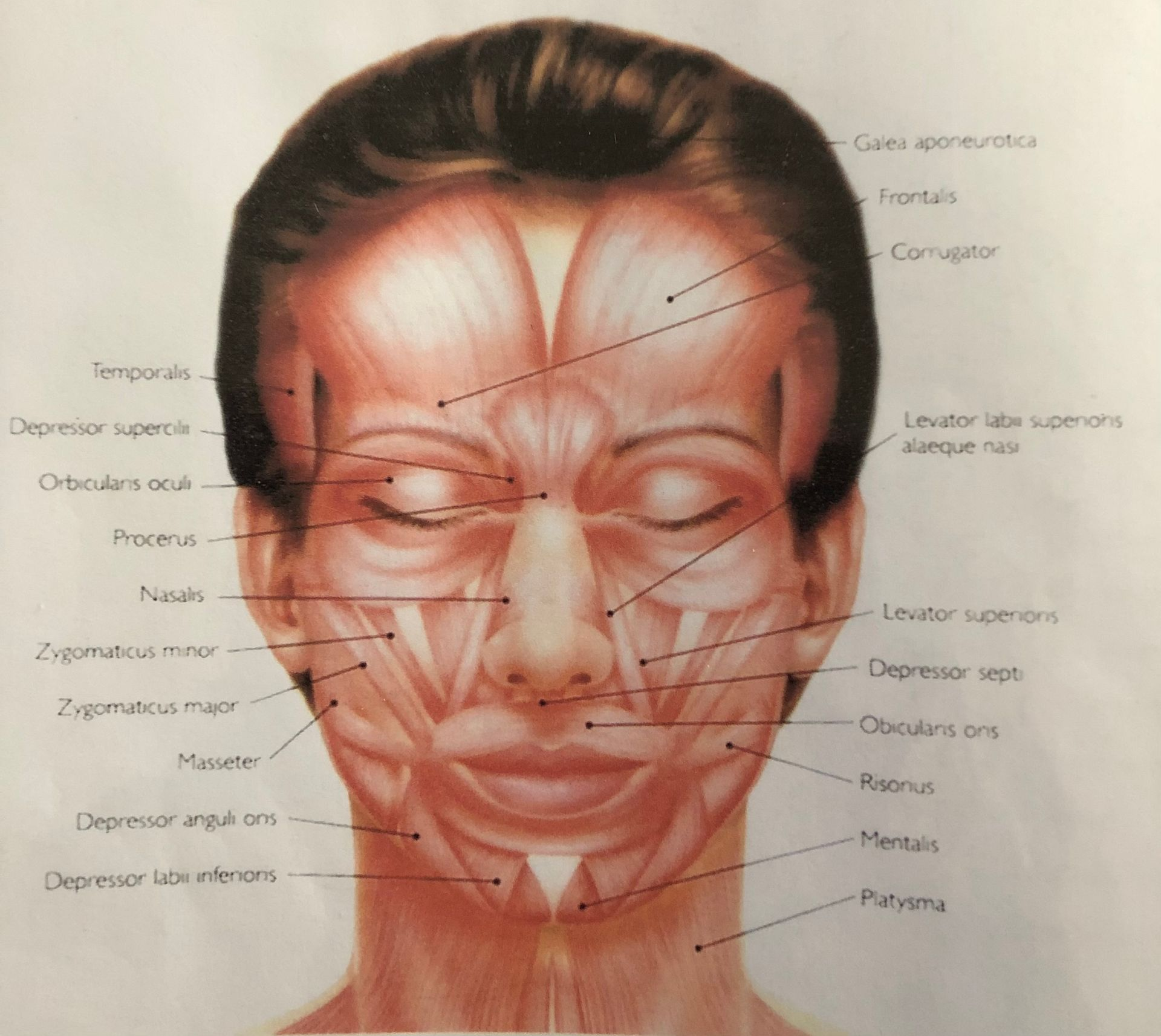 Diagram of human facial muscles, labeled on a frontal view of a face.