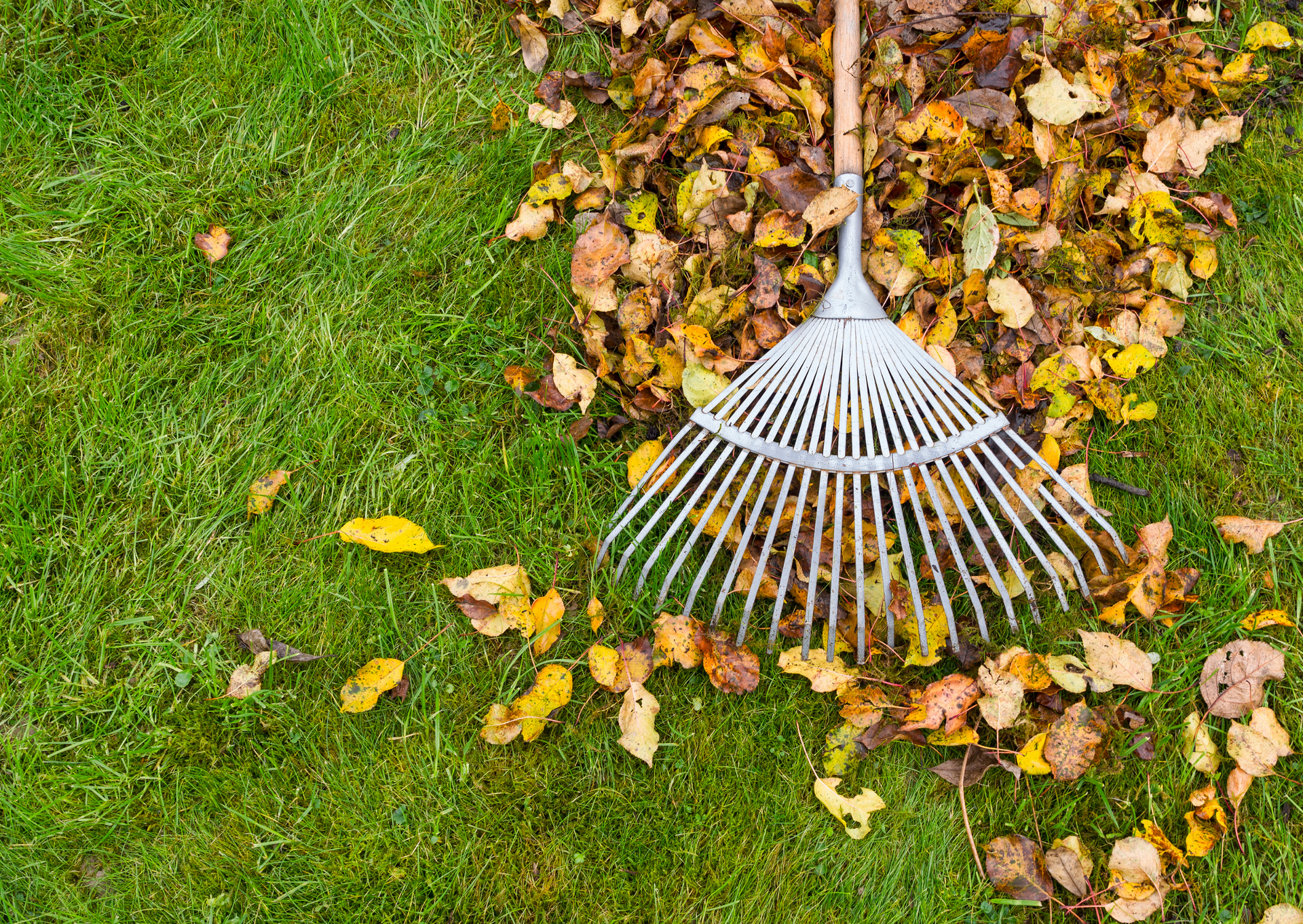 A rake is sitting on top of a pile of leaves on a lush green lawn.