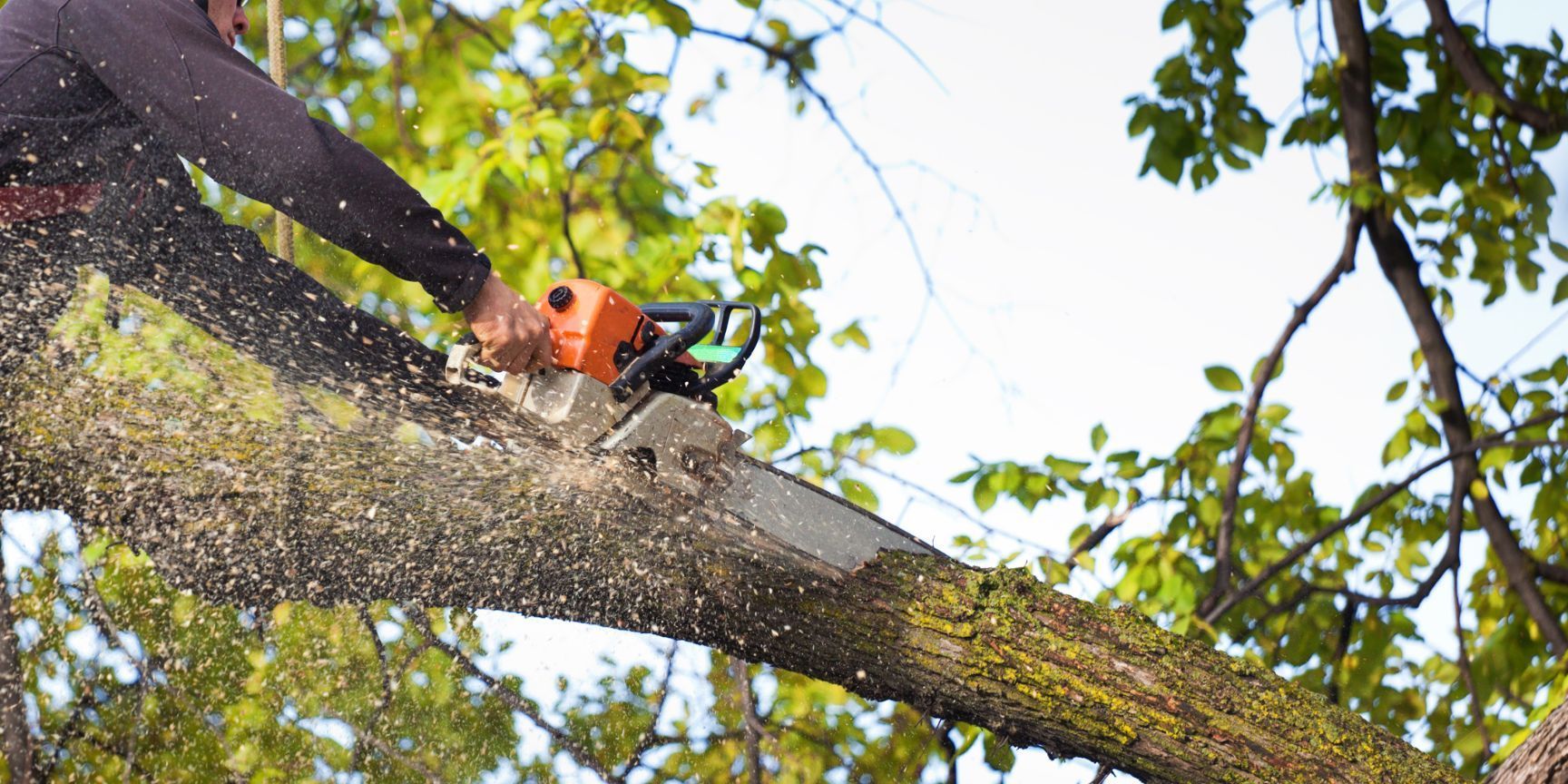 A man is cutting a tree branch with a chainsaw.