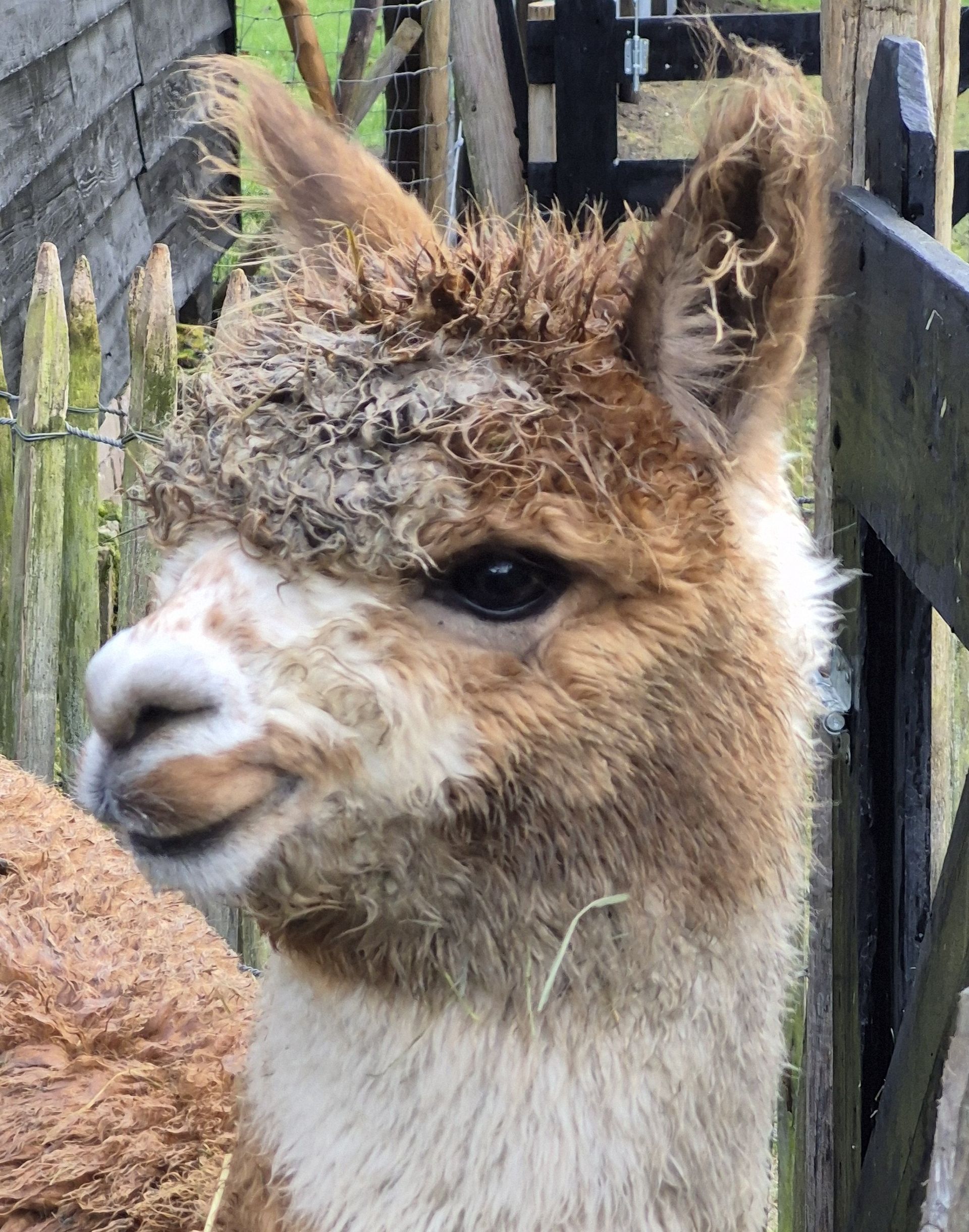 Alpaca Poncho met bruin-witte vacht is helemaal niet mensenschuw.