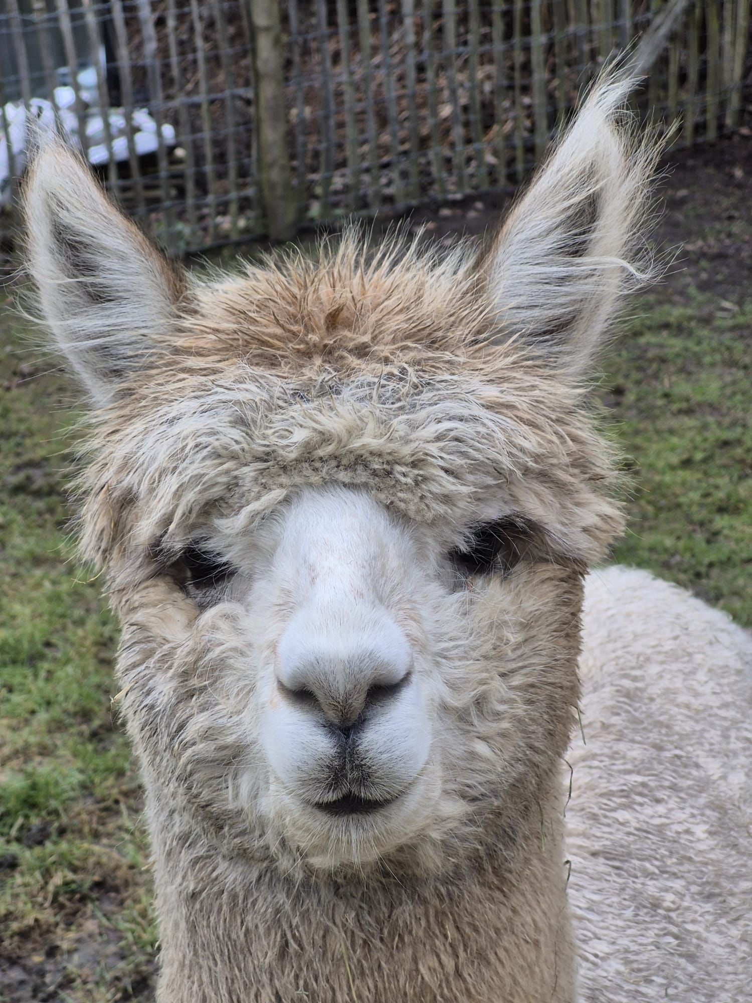 Macho is onze crèmekleurige alpaca met pluizige vacht, rechtopstaande oren.