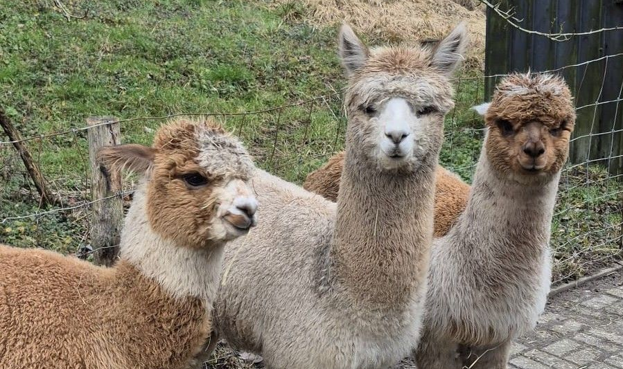 Drie alpaca's staan graag ​​dicht bij elkaar.
