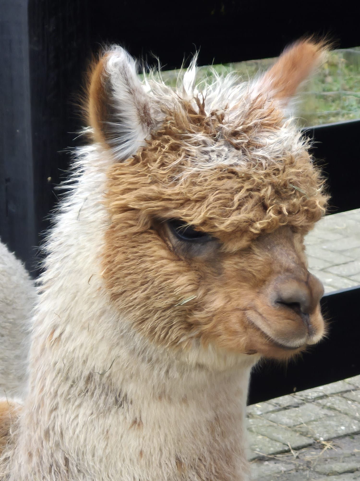 De bruin-witte alpaca Paco is soms wat verlegen.