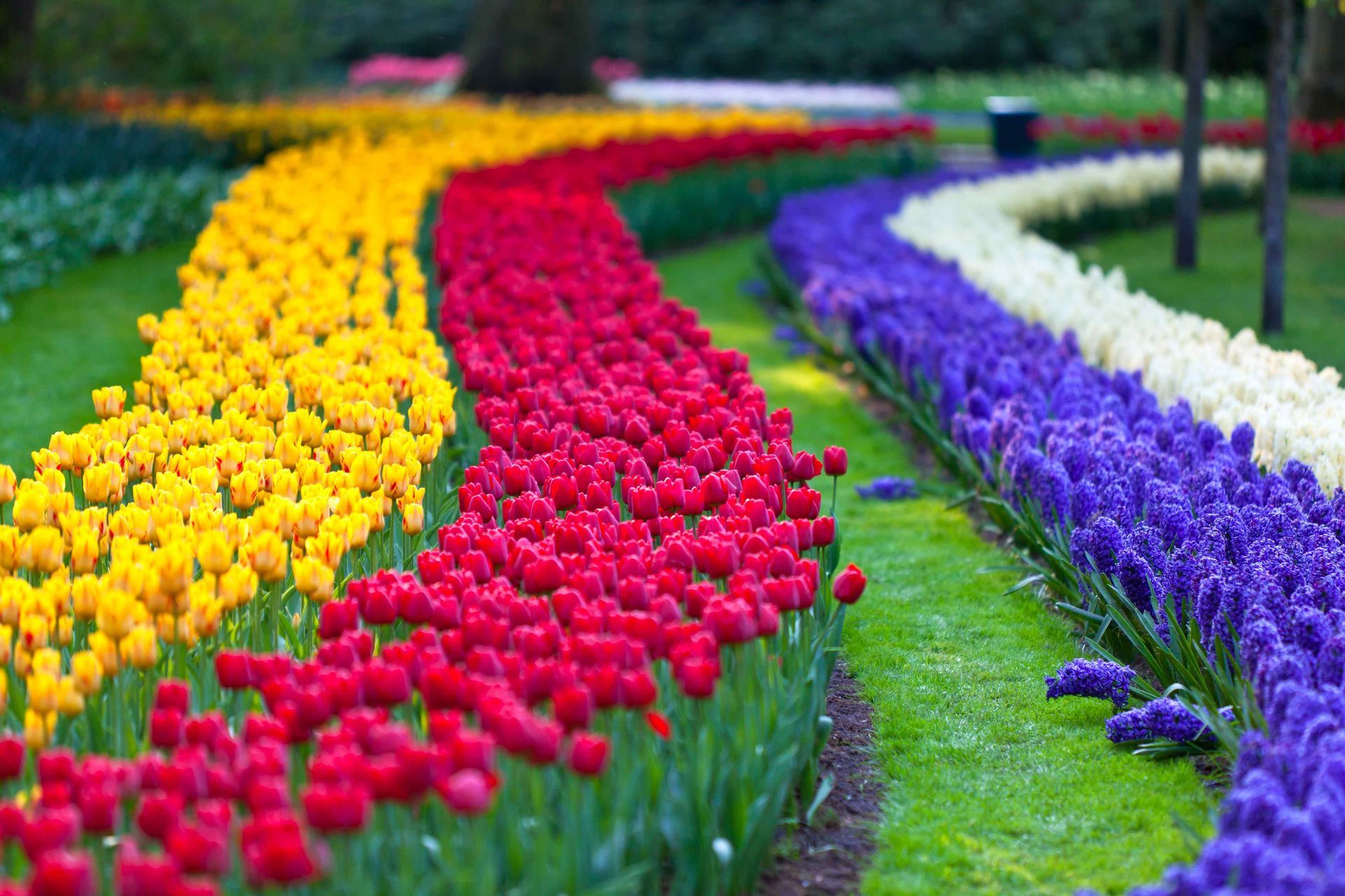 Gorgeous flowerbed with yellow, red, purple and white colors