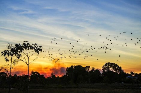 A Flock Of Birds Flying Over A Field At Sunset  — Mission Solar And Electrical In Innisfail, QLD