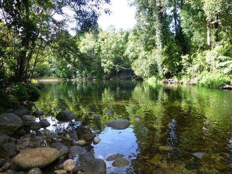 A River In The Middle Of A Lush Green Forest  — Mission Solar And Electrical In Innisfail, QLD