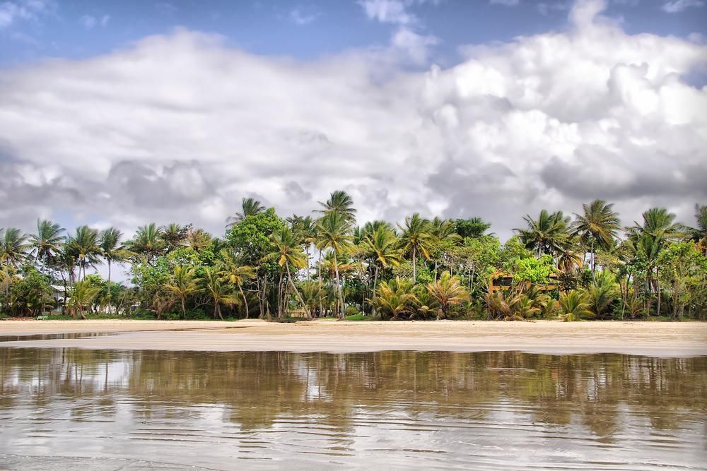 A Beach With Palm Trees And A Body Of Water — Mission Solar And Electrical In Mission Beach, QLD