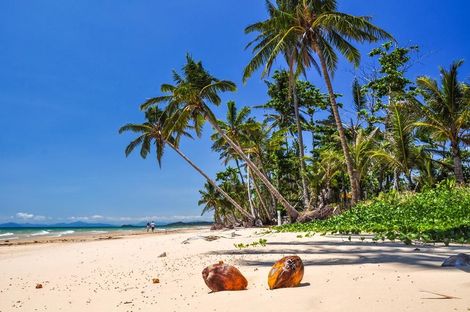 Two Coconuts Are Sitting On A Sandy Beach Surrounded By Palm Trees — Mission Solar And Electrical In Mission Beach, QLD