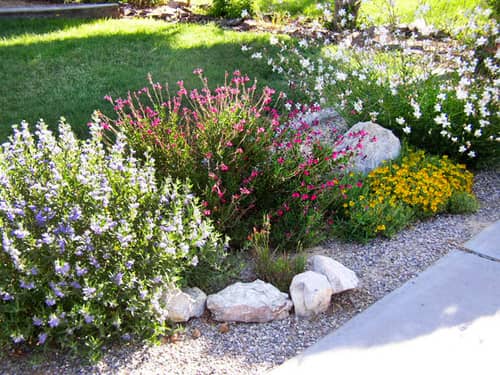Flowers- Property Landscaping Maintenance in Albuquerque, NM