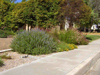 Bushes- Property Landscaping Maintenance in Albuquerque, NM