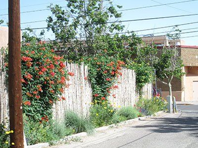 White Flowers- Property Landscaping Maintenance in Albuquerque, NM