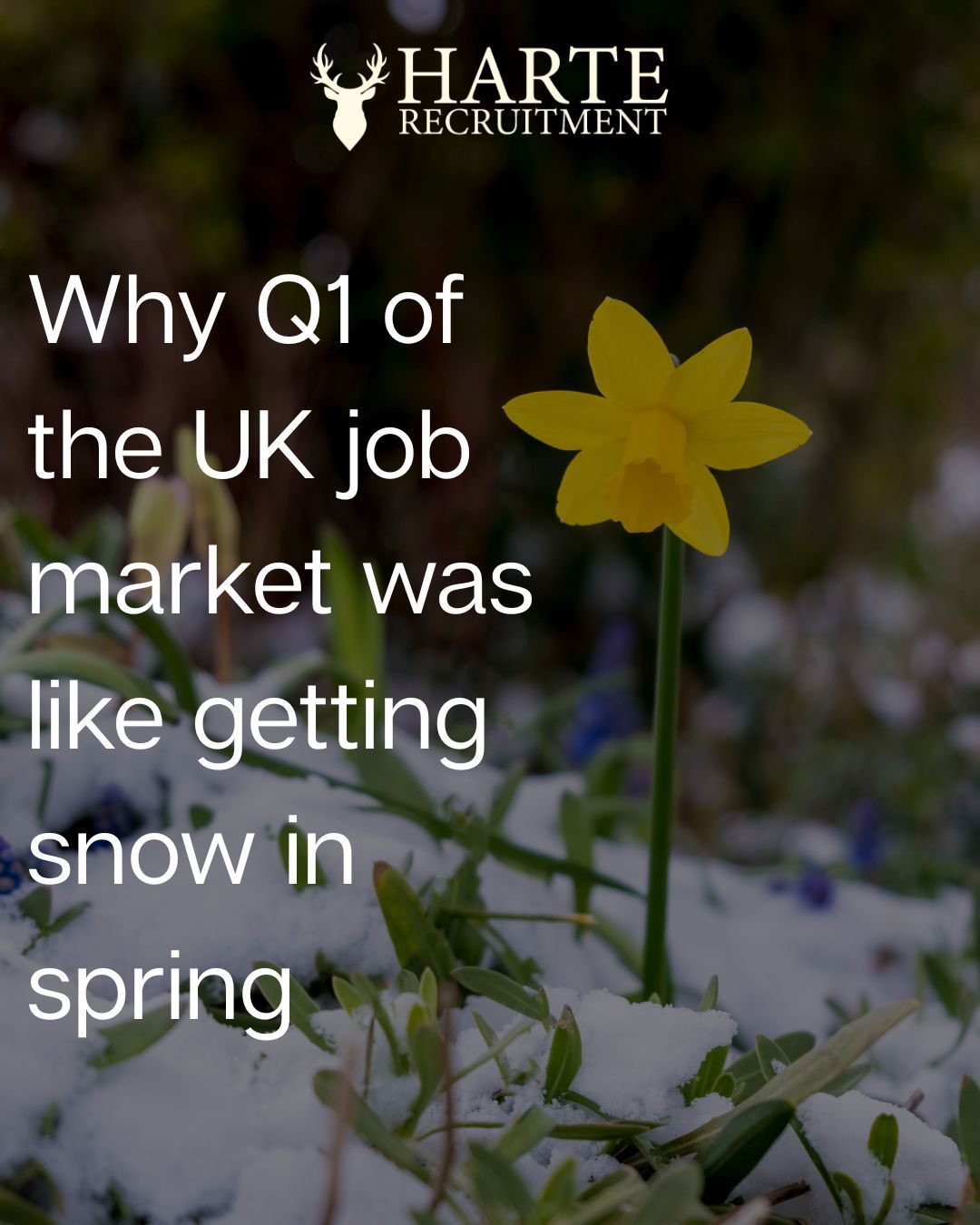 fake newspaper article image with Suzie Harte