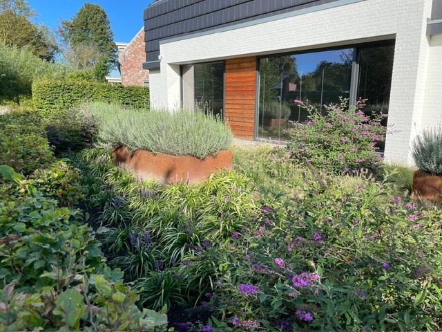 Een koe ligt in een plantenbak in een tuin voor een huis.