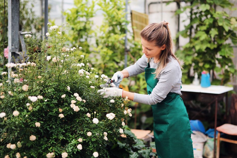 Donna che pota un cespuglio fiorito in una serra, indossando guanti e grembiule.