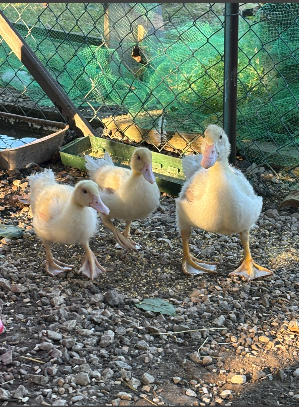 Tre anatroccoli gialli in piedi sulla ghiaia vicino a un abbeveratoio e a una recinzione.
