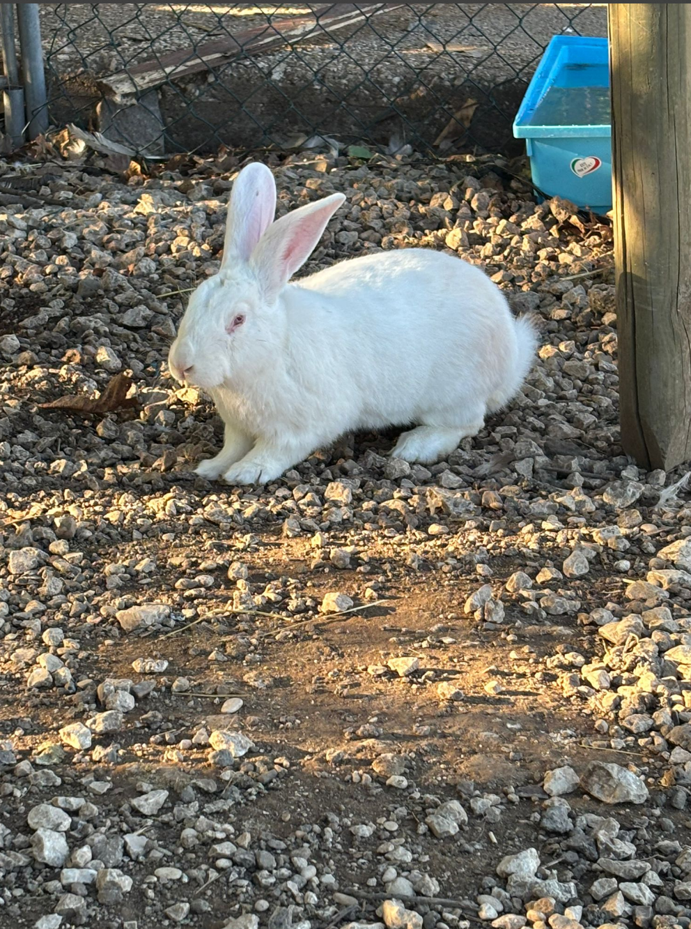 Coniglio bianco seduto sulla ghiaia accanto a un palo di legno, con una gabbia blu visibile sullo sfondo.