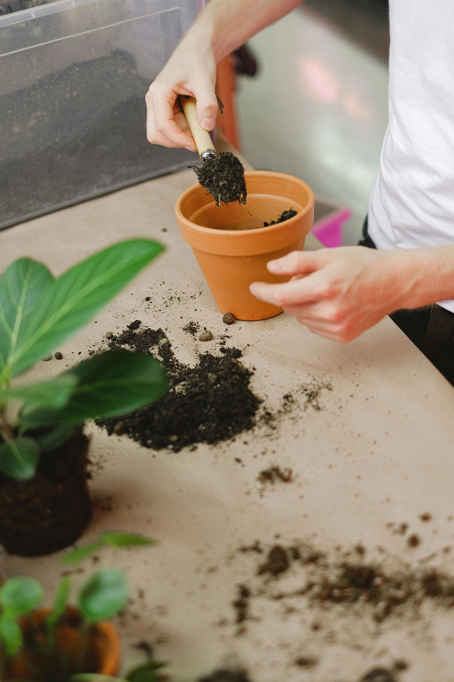 Person filling a terracotta pot with soil, preparing to repot a plant.